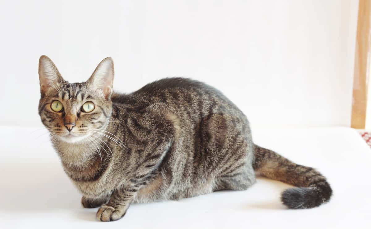 成猫の理想体重は何kg? 「猫の健康チェックリスト」のサムネイル