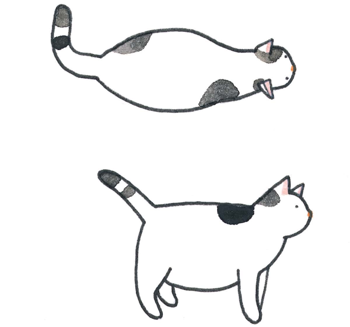 太りすぎの猫