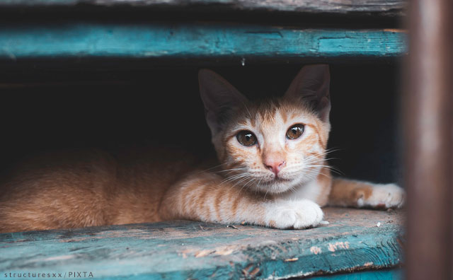 動物看護師の悲痛な訴え…飼っていた猫を保健所に持ち込む「飼い主の無責任」のサムネイル