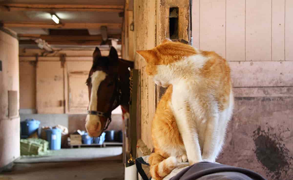 人気G1馬・メイショウドトウに飛び乗る姿が話題...“引退馬牧場に暮らす猫・メト”の日常
