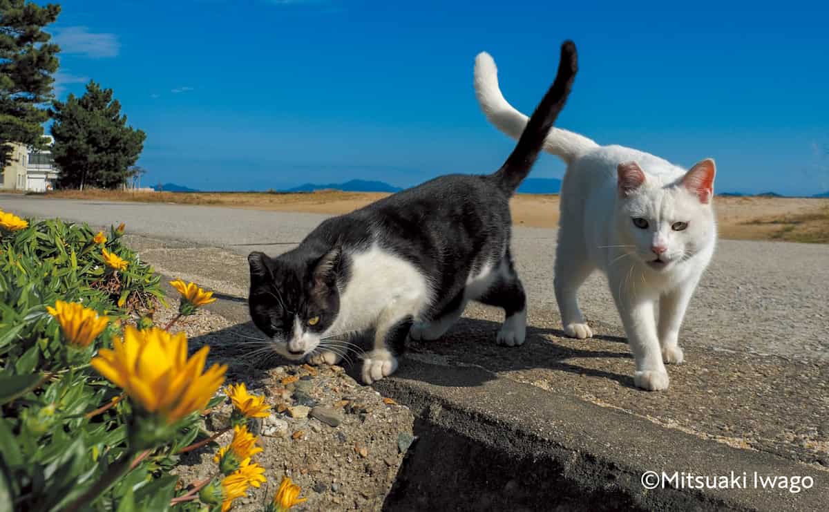 臨場感を表現するには? 動物写真家・岩合光昭さんが撮る“猫写真の秘密”のサムネイル