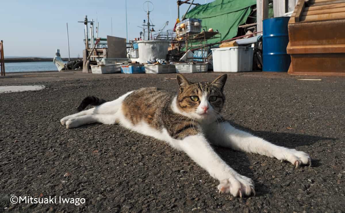 臨場感を表現するには? 動物写真家・岩合光昭さんが撮る“猫写真の秘密”