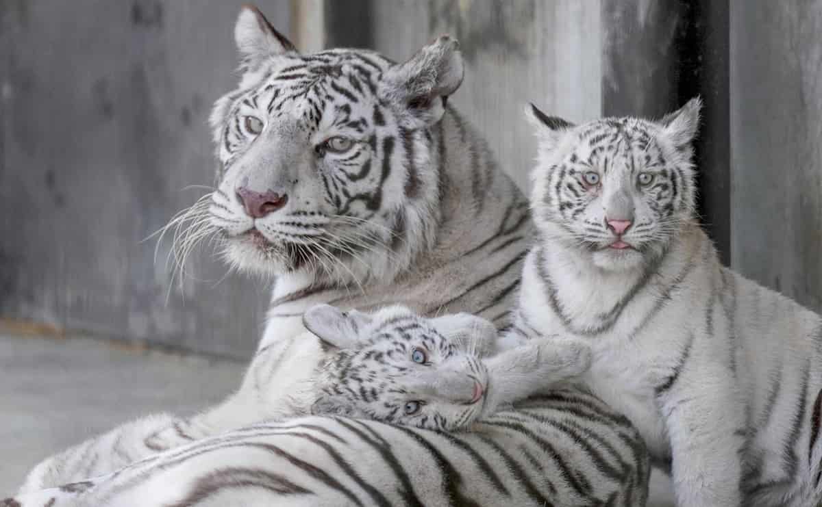 宇都宮動物園で暮らすシラナミお母さんと、向かって左がアイカちゃん、右がイオリちゃん（写真：RIKU）