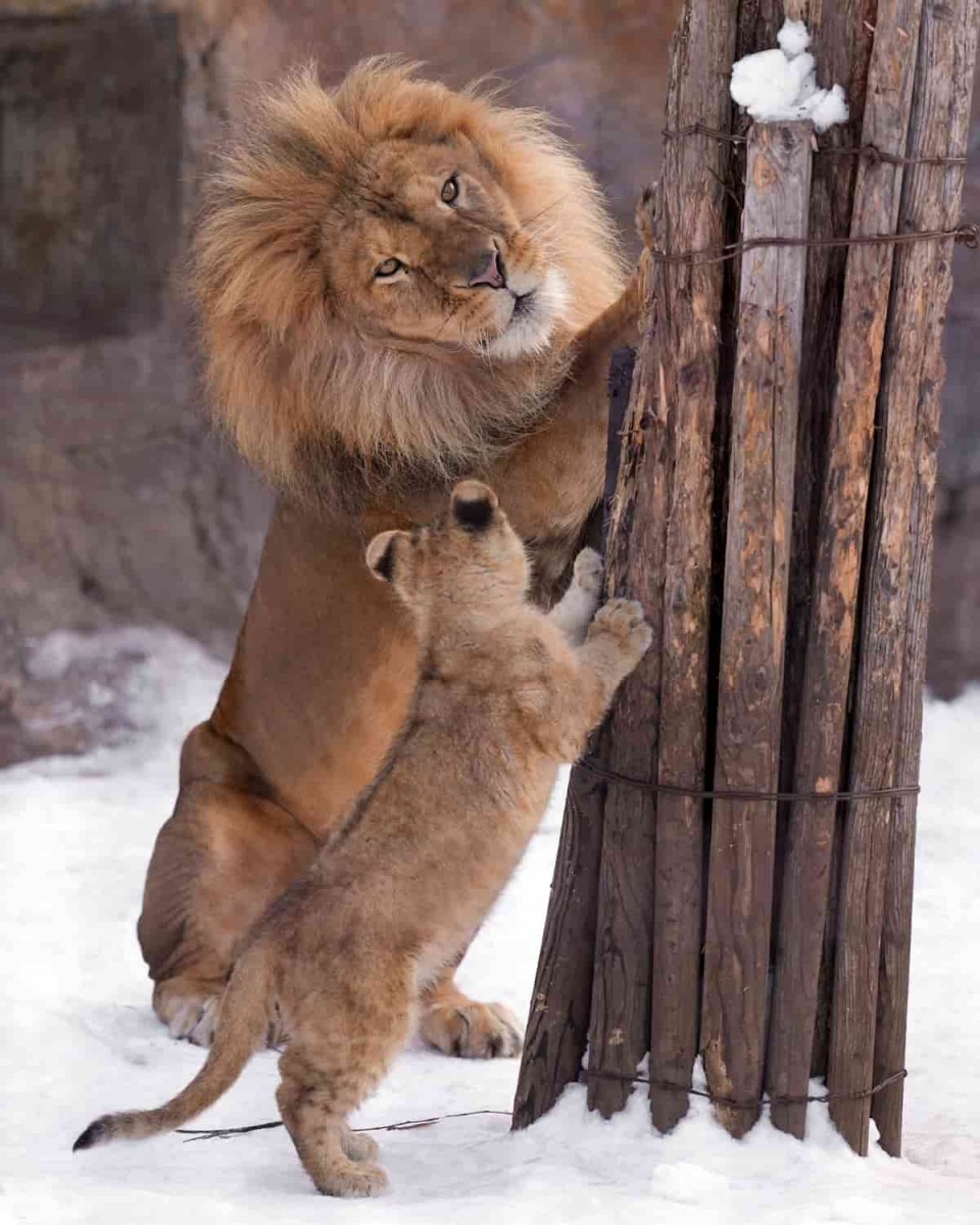 爪とぎをするライオンの父娘（写真集『ほぼねこ』より／写真：RIKU）