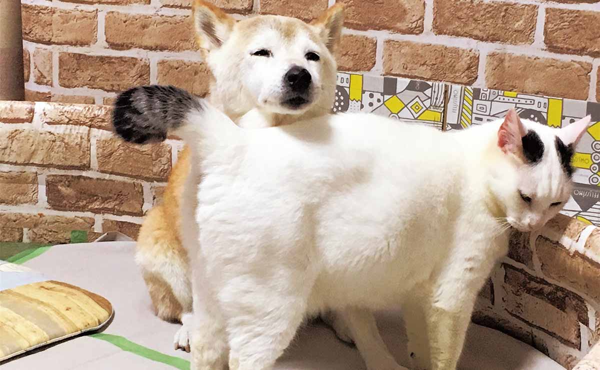 認知症の柴犬を介護する猫　飼い主が忘れられない「二匹の別れの時」