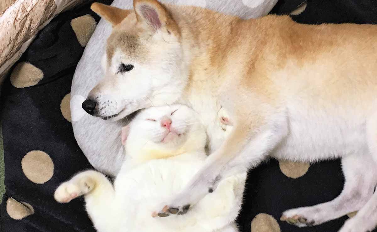 認知症の柴犬を介護する猫　飼い主が忘れられない「二匹の別れの時」