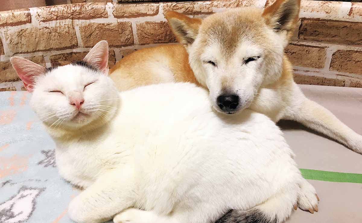 認知症の柴犬を介護する猫　飼い主が忘れられない「二匹の別れの時」