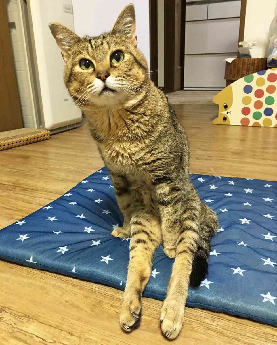 下半身不随の猫　らい