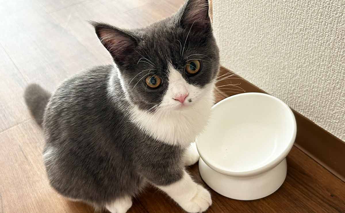 猫用の食器