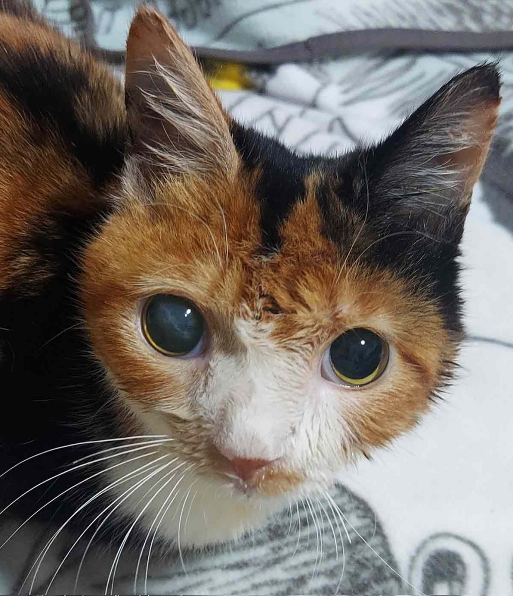 「たくさんの人が通り過ぎていった」 雨の夜、高校生に救われた全盲の猫