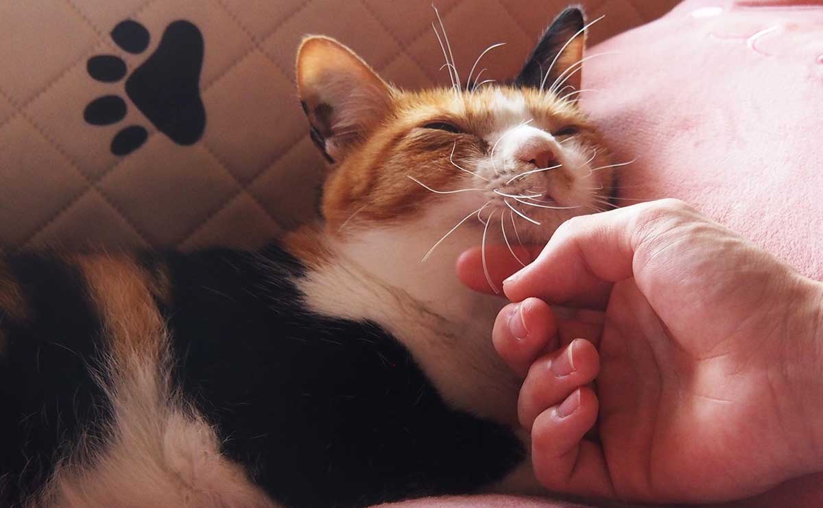 「たくさんの人が通り過ぎていった」 雨の夜、高校生に救われた全盲の猫