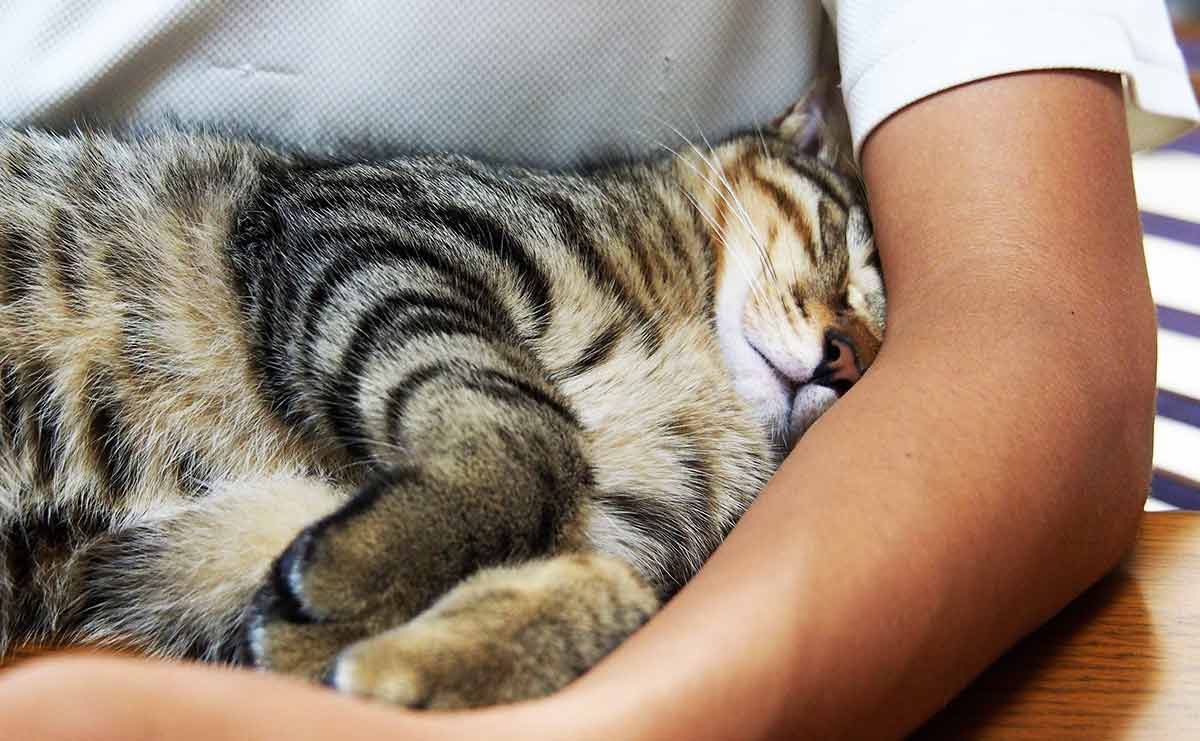  FIPで8ヶ月の生涯を終えた愛猫...悲しみに暮れる家族に灯をともした兄弟猫