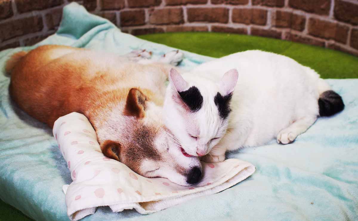 認知症の犬と介護猫、下半身不随の猫...ひとつ屋根の下、支え合って生きる