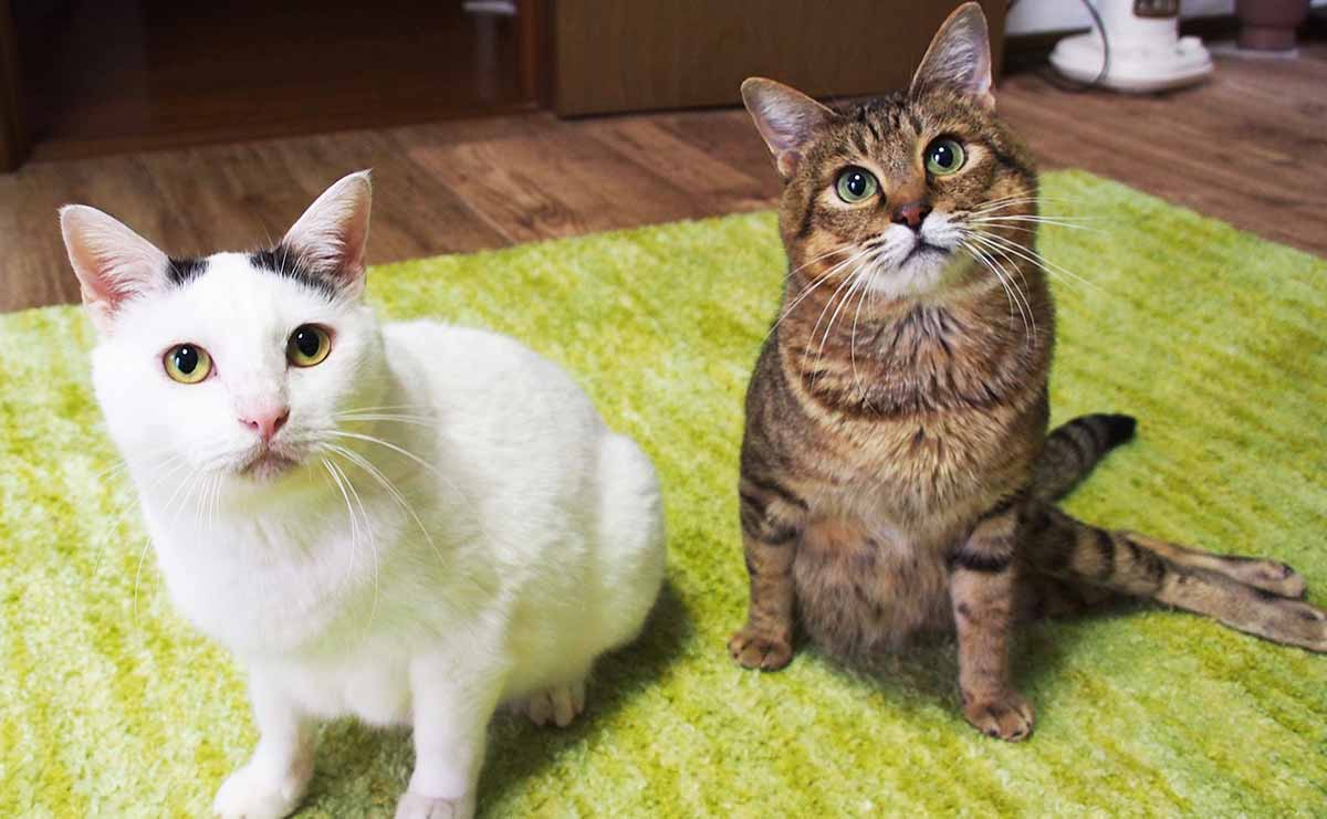 認知症の犬と介護猫、下半身不随の猫...ひとつ屋根の下、支え合って生きる