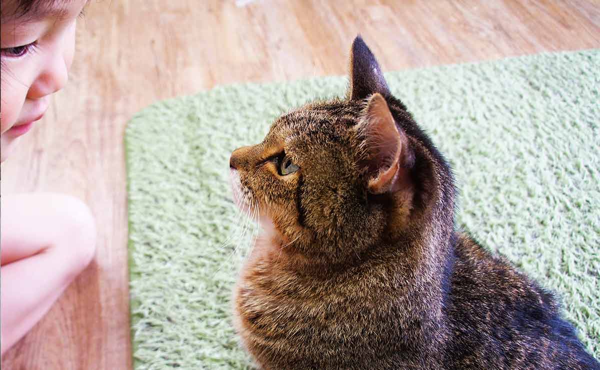 認知症の犬と介護猫、下半身不随の猫...ひとつ屋根の下、支え合って生きる