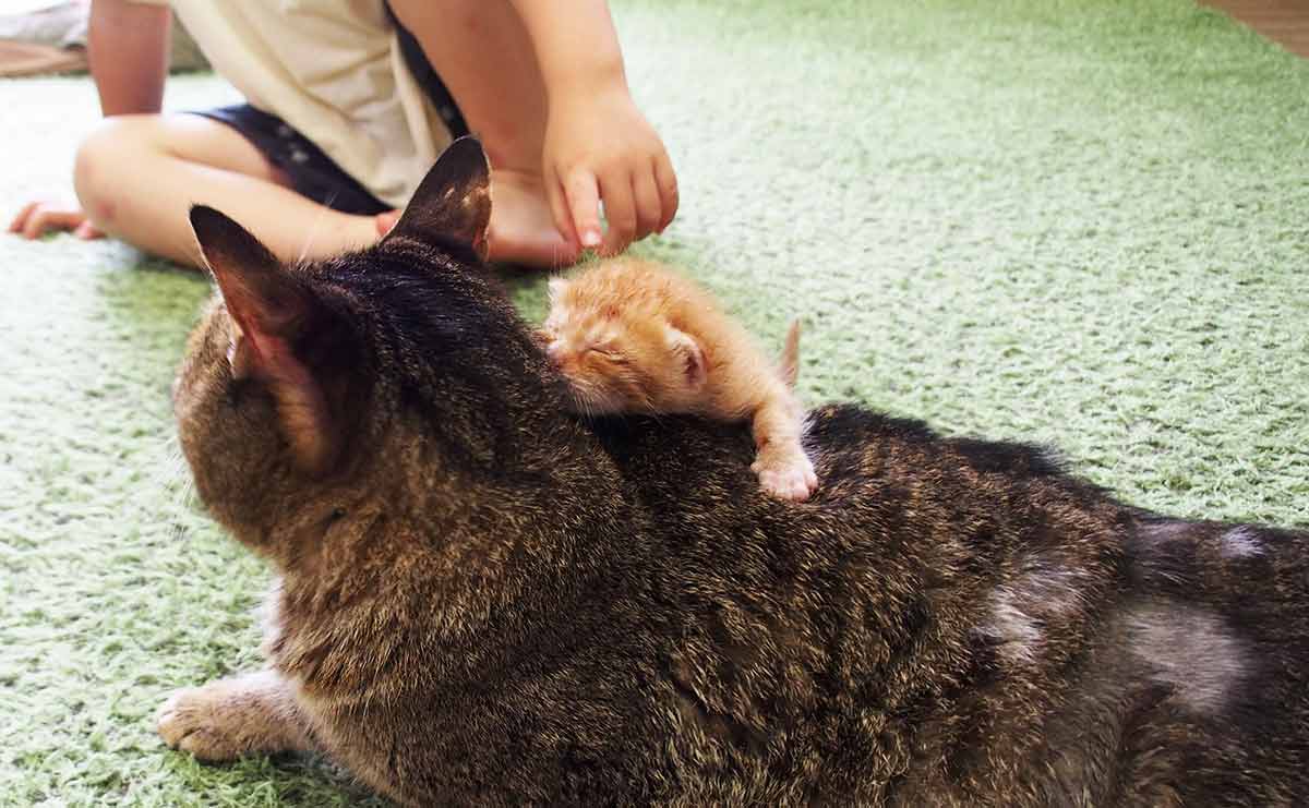 預かり子猫の面倒を見るらい