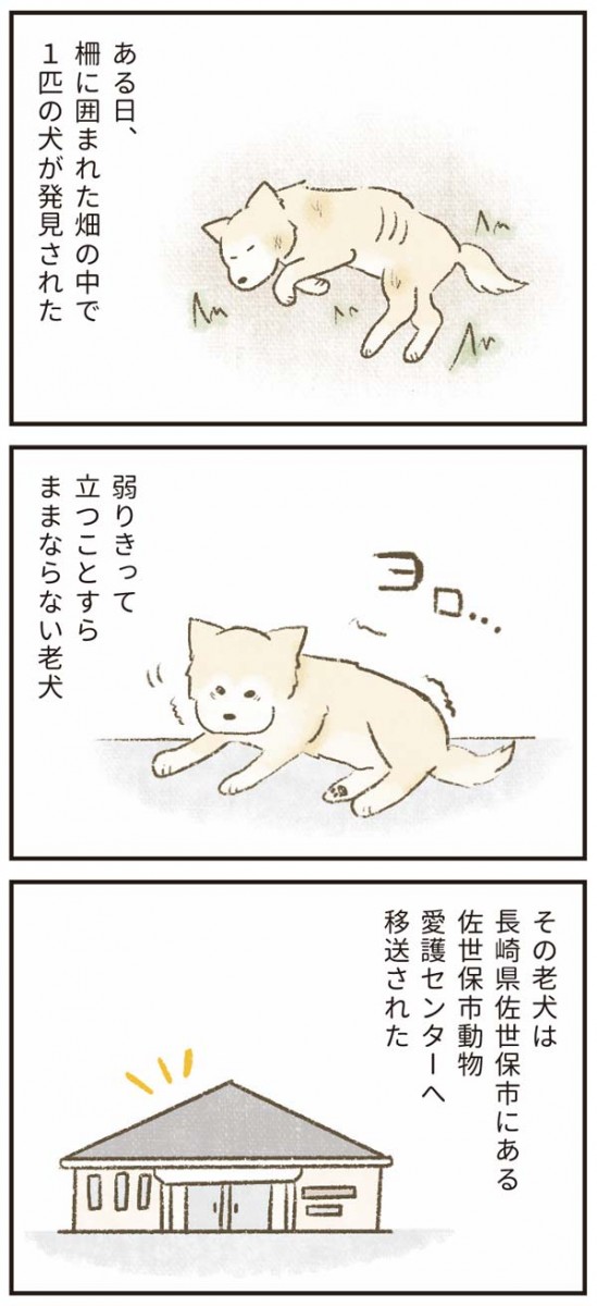 たまさんちのホゴイヌ