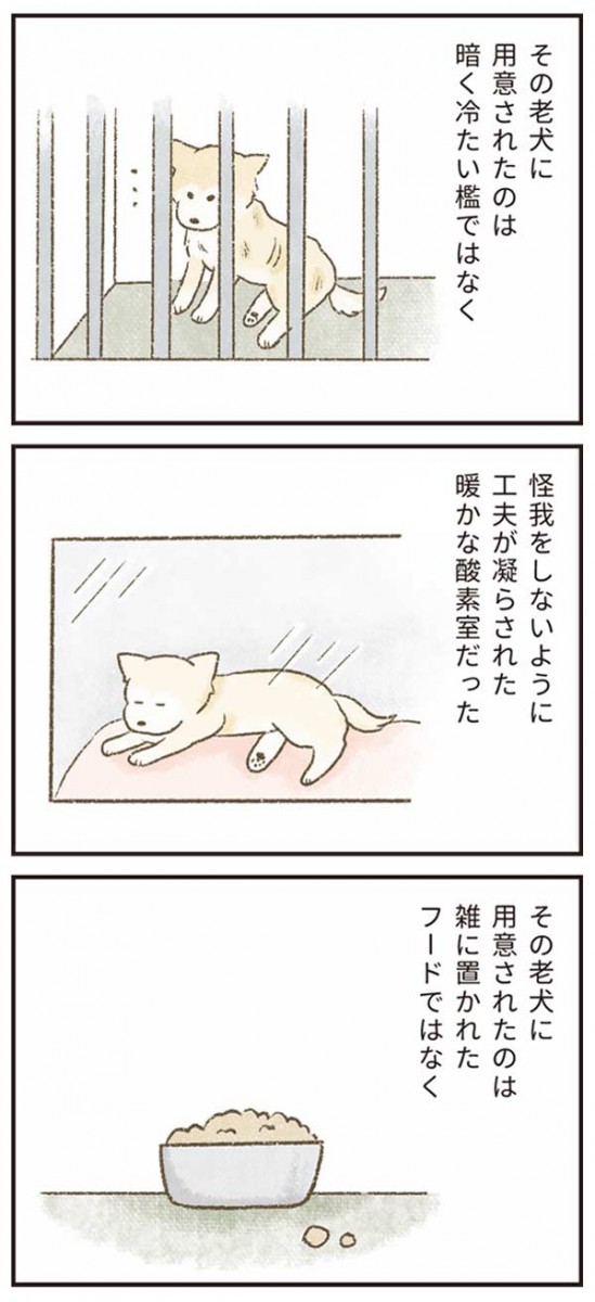 たまさんちのホゴイヌ