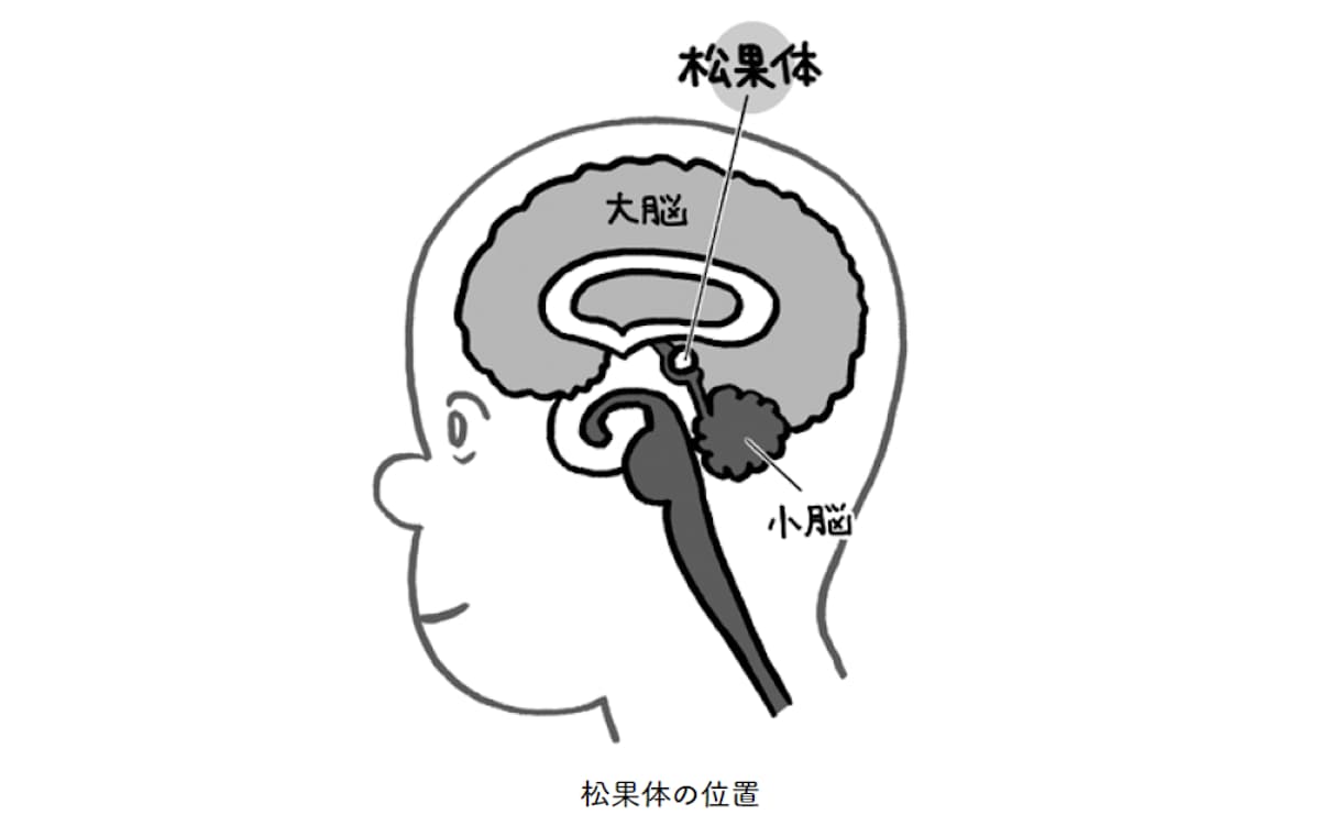 松果体