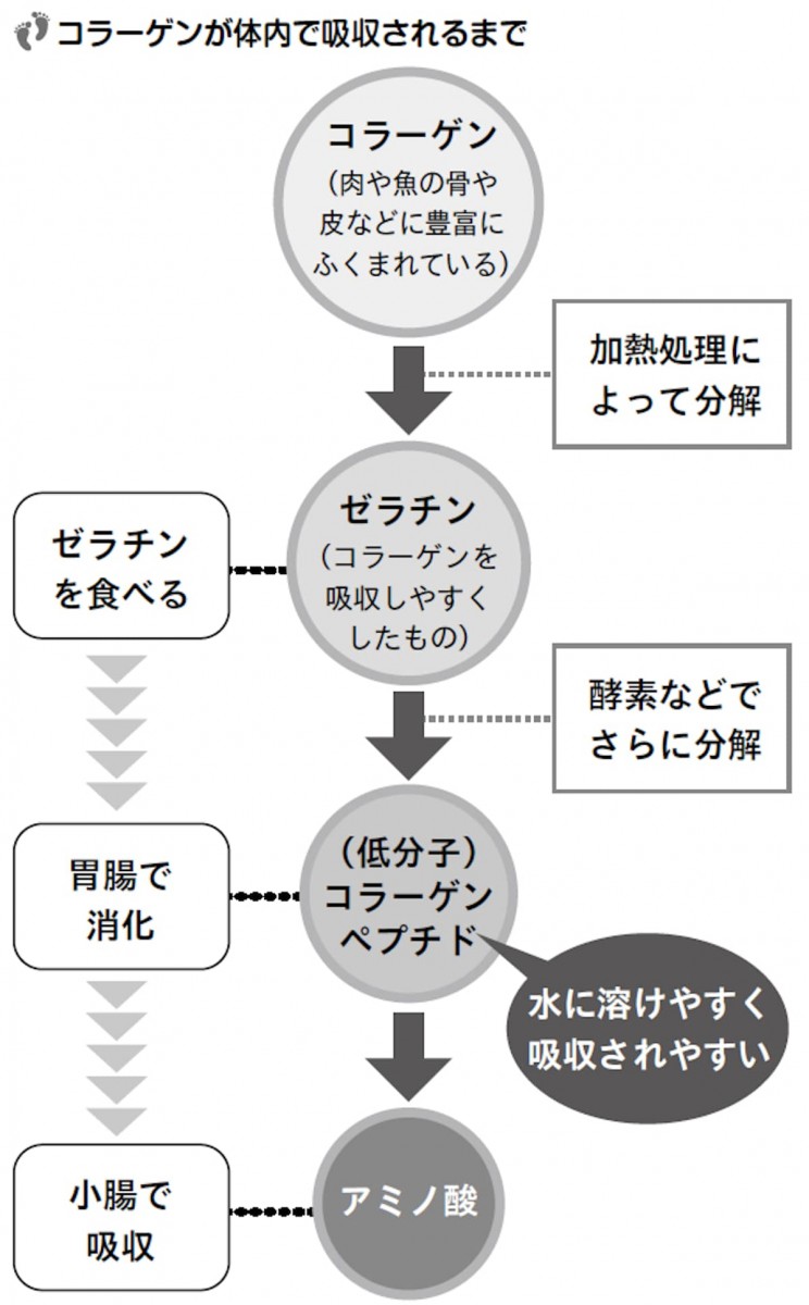 コラーゲンが体で吸収されるまで