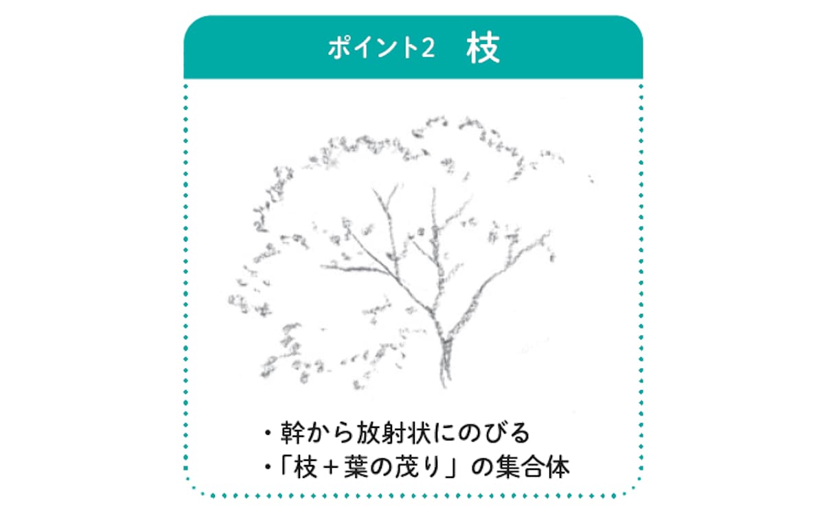 枝