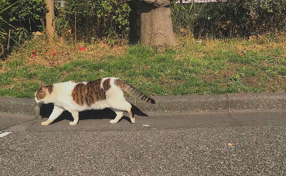 夫のがん闘病で“将来が怖くて動けなかった”私を変えた、走行距離5万キロの中古車（連載「夫を失うということ」第19話）のサムネイル