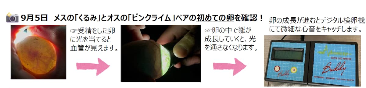 ケープペンギン