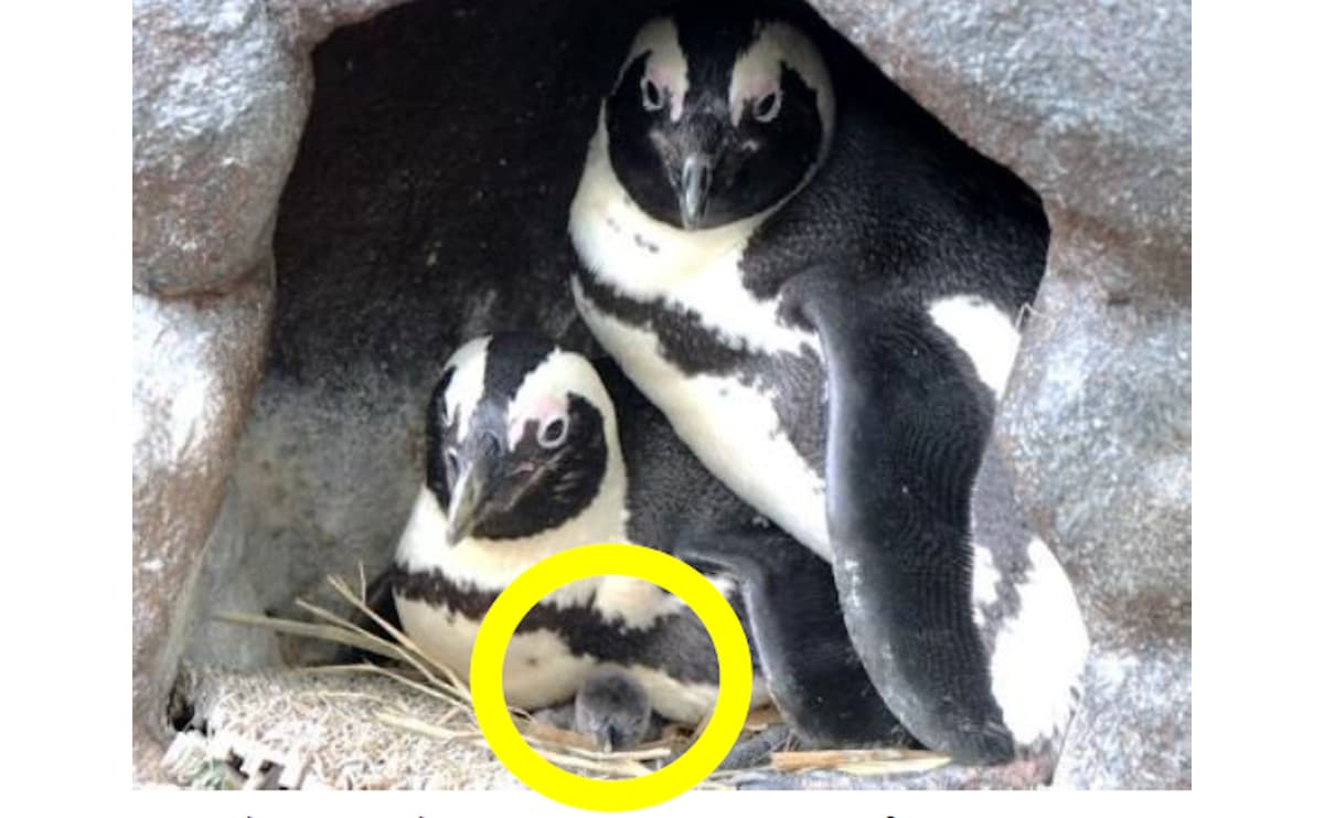 ケープペンギン