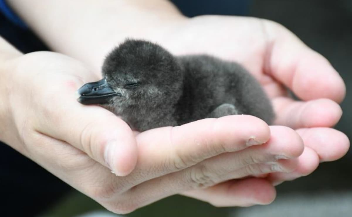 ふわふわの雛が誕生！ サンシャイン水族館で見られる「ケープペンギン夫婦の初めての子育て」