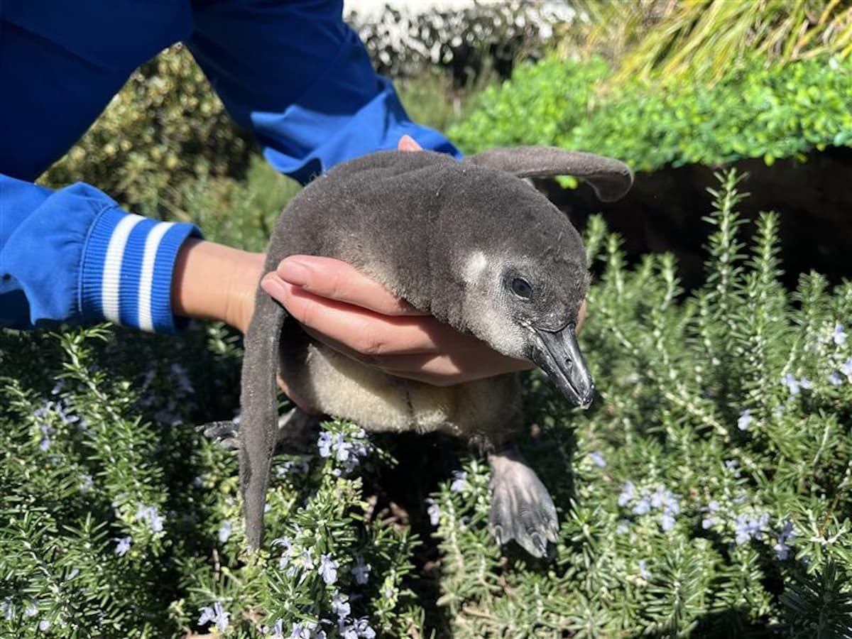 ケープペンギン