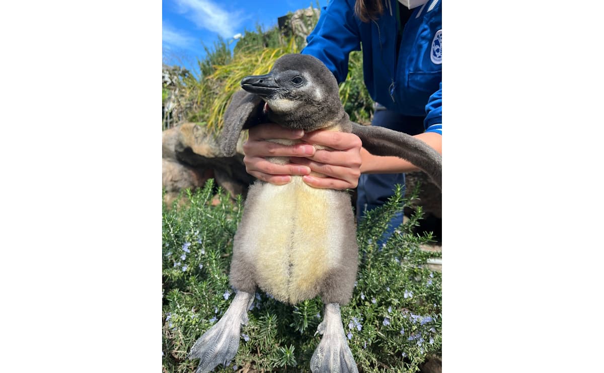 ケープペンギン