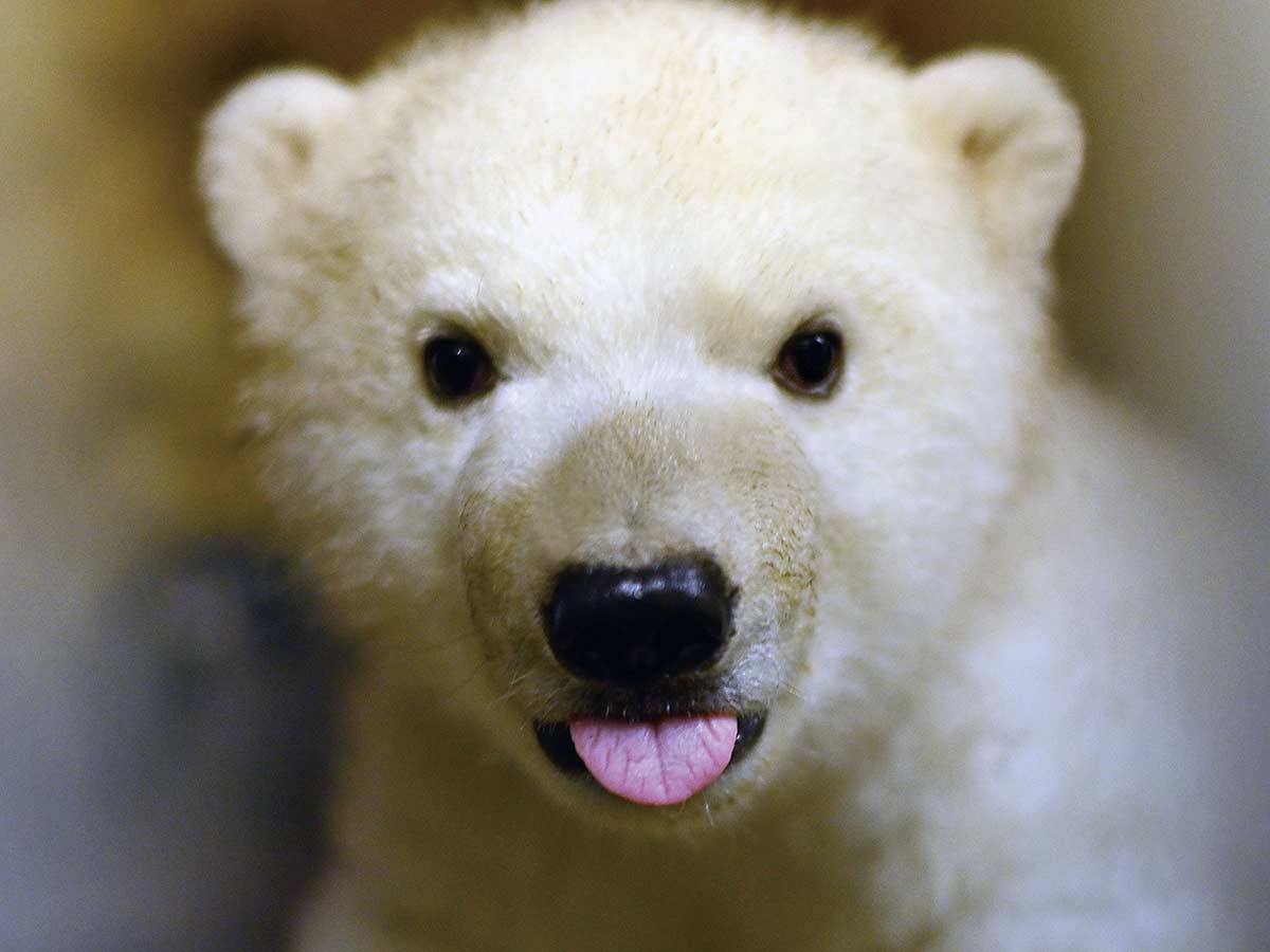 ホッキョクグマ・ライ（『ホッキョクグマまるごとBOOK』より）