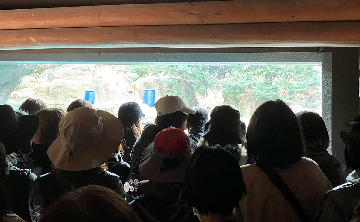 ホッキョクグマ　ライ