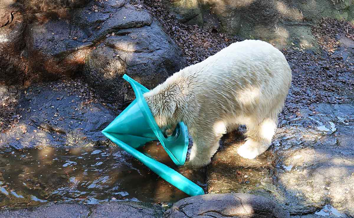 ホッキョクグマ　ライ