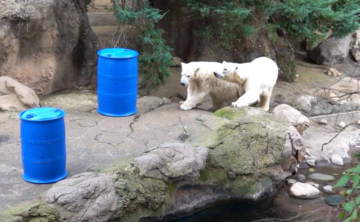 ホッキョクグマ　ライ