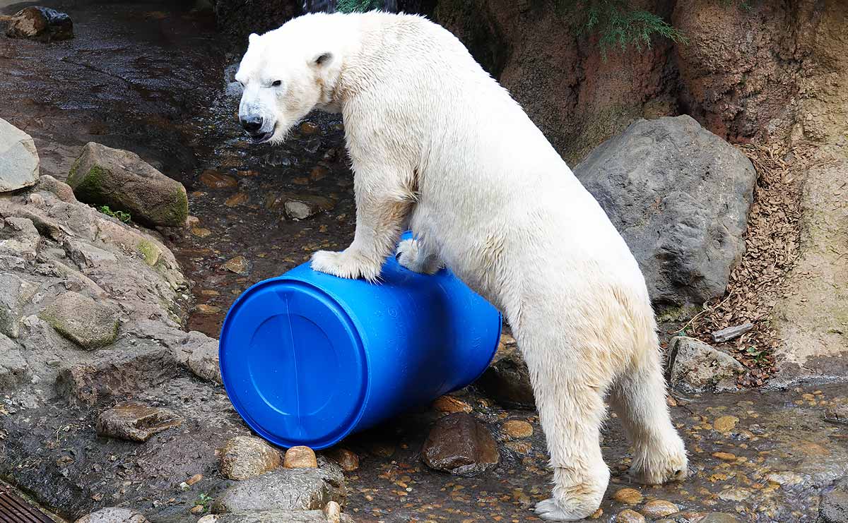 ホッキョクグマ　ライ