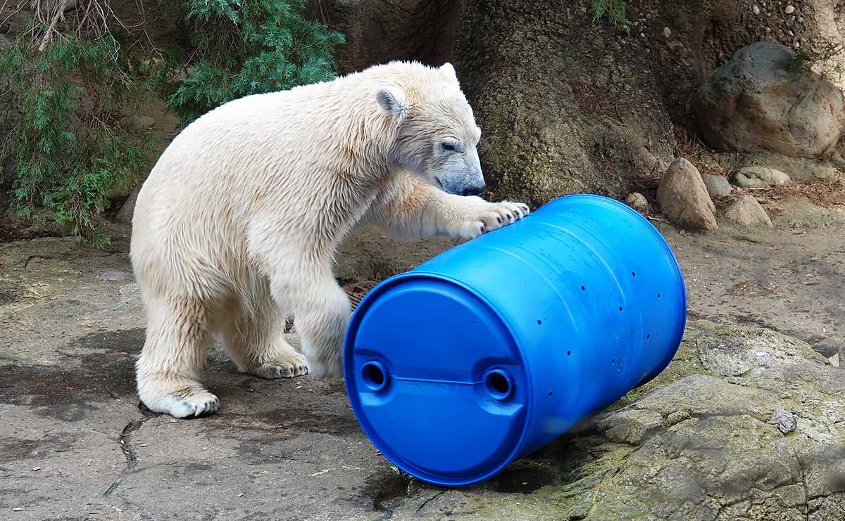 ホッキョクグマ　ライ