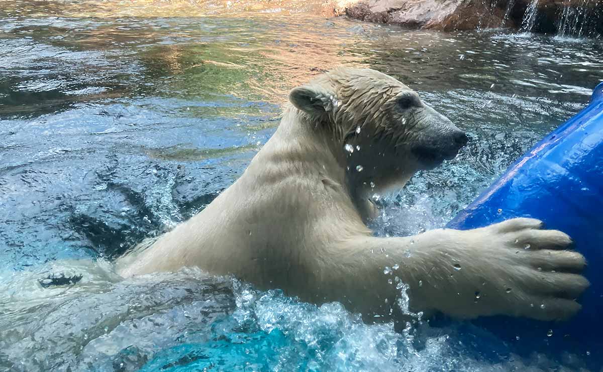 ホッキョクグマ　ライ