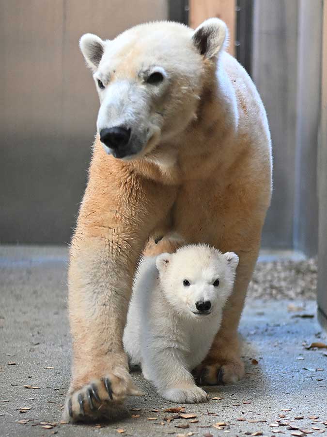 ホッキョクグマ　ライ