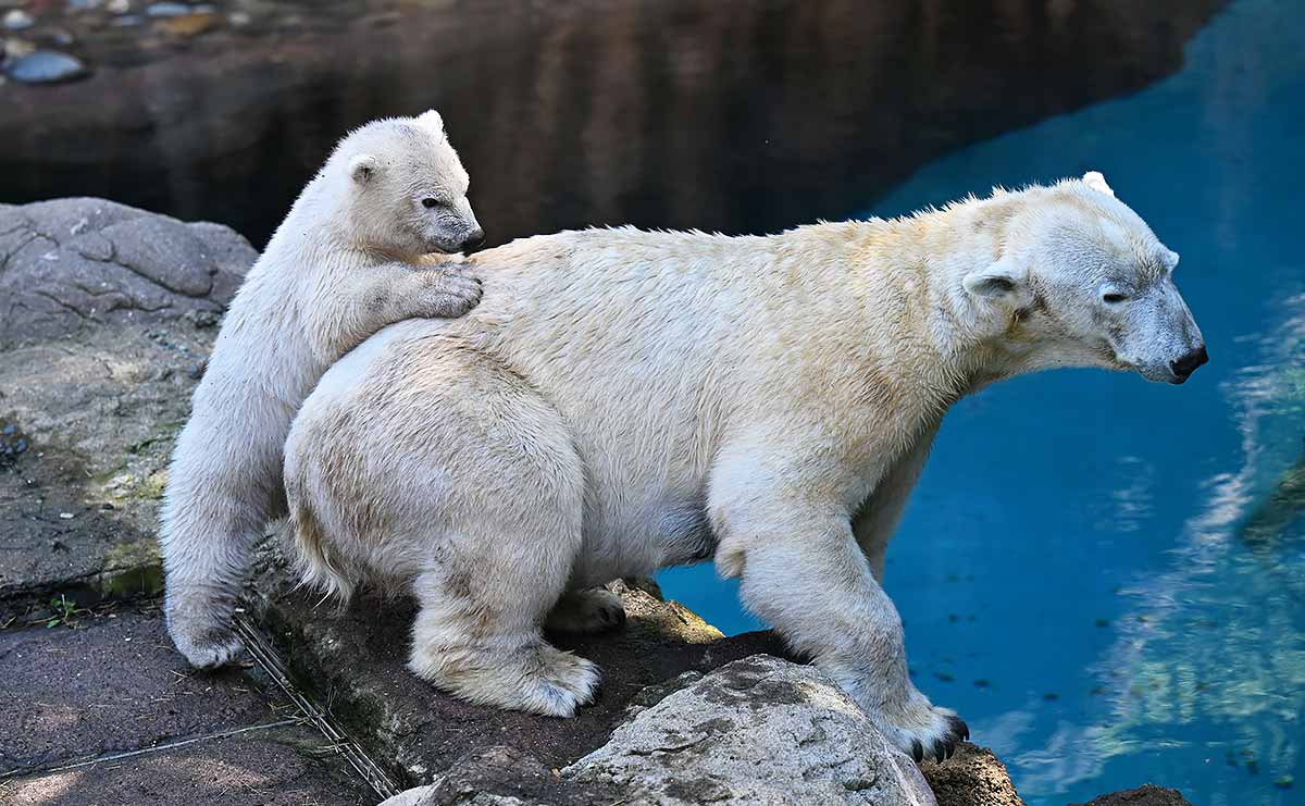ホッキョクグマ　ライ