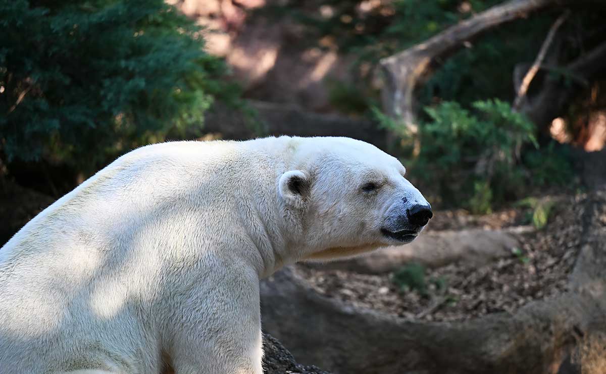 ホッキョクグマ　ライ
