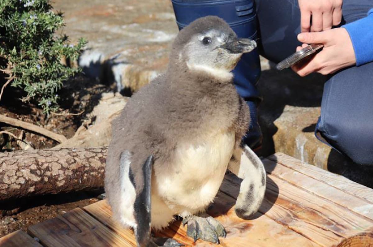 ケープペンギン