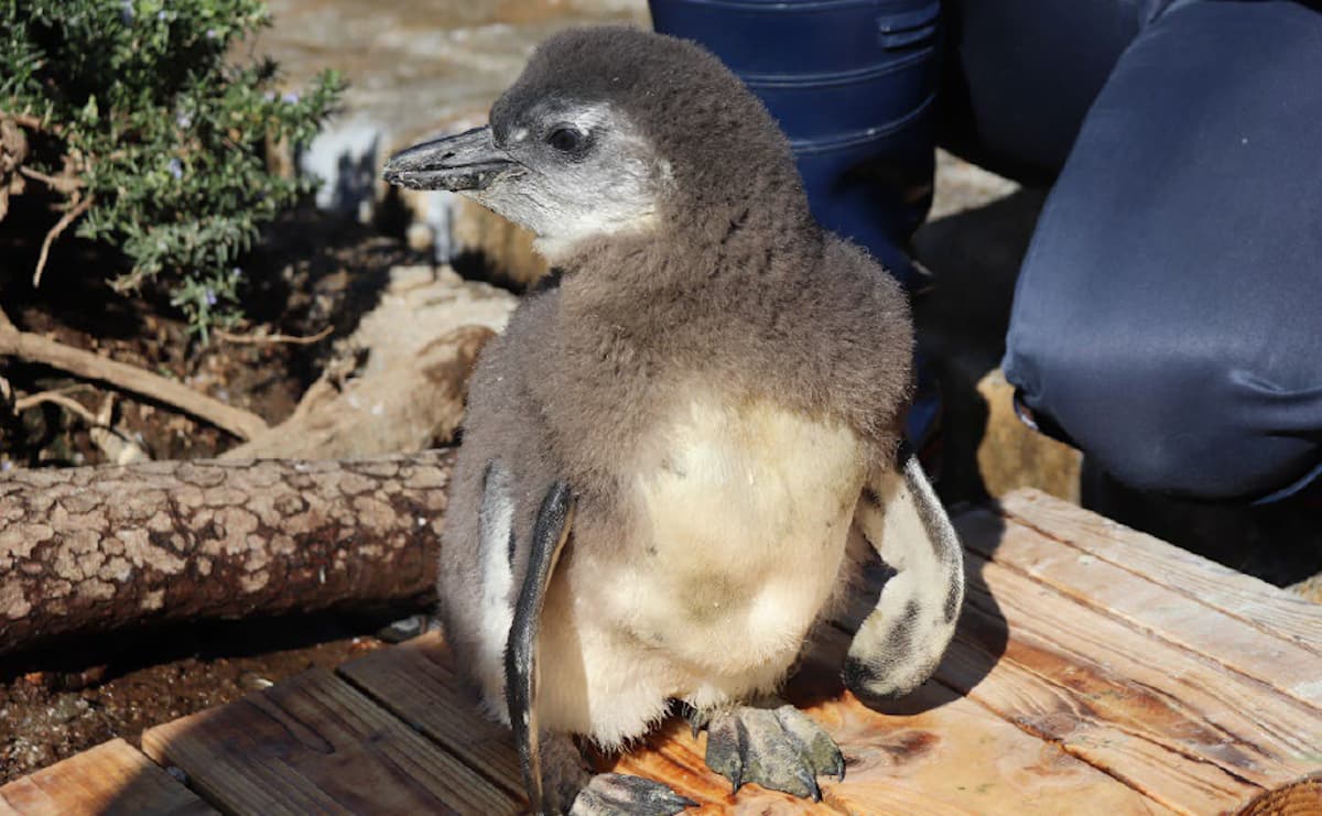 赤ちゃんケープペンギン「まろん」 サンシャイン水族館で今だけ見られる“ふわふわの姿”のサムネイル