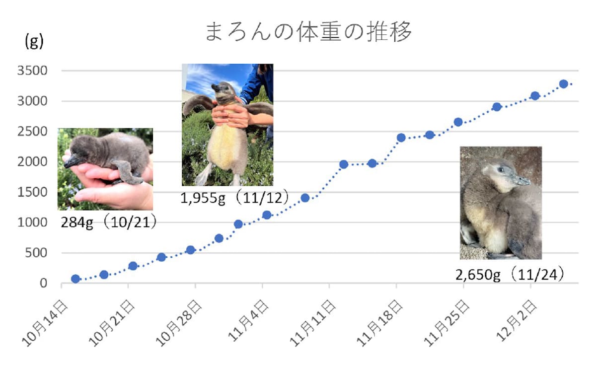 まろんの体重の推移