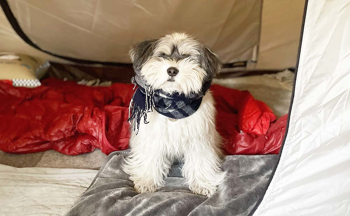 愛犬が鼻を近づけた「亡き夫のマフラー」　別れから3年、ソロキャンプで感じた気配のサムネイル