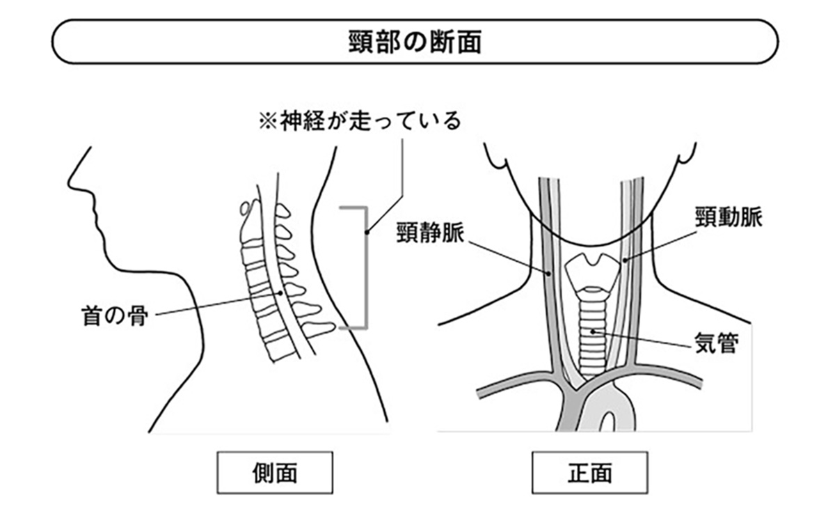 頭部の断面