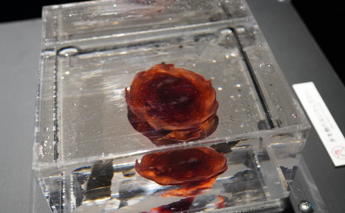 メンダコの標本