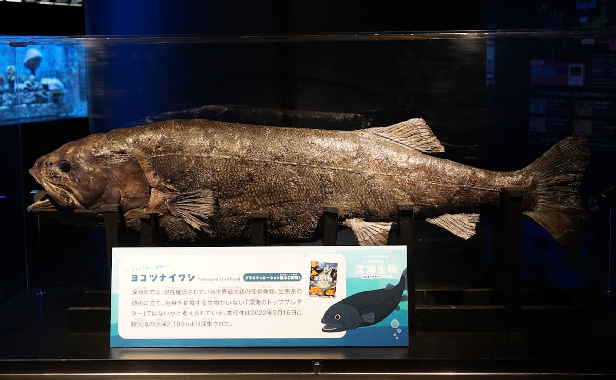 ヨコヅナイワシ