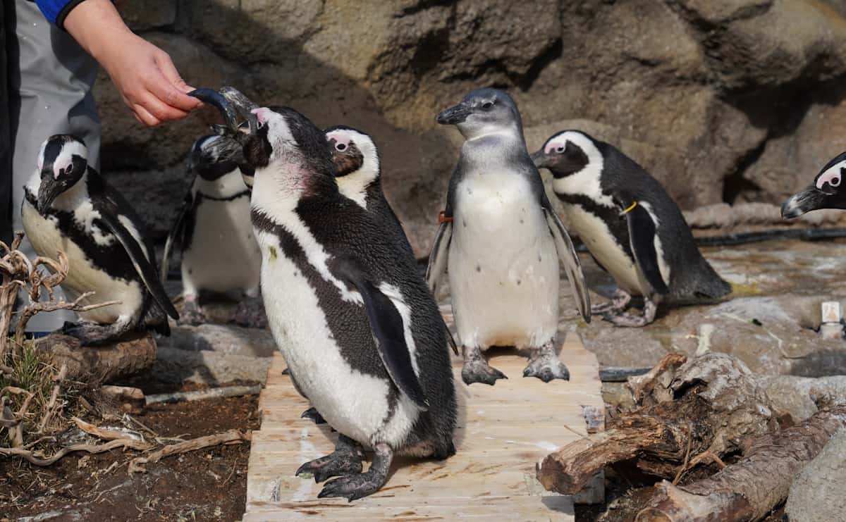 ケープペンギンのまろん