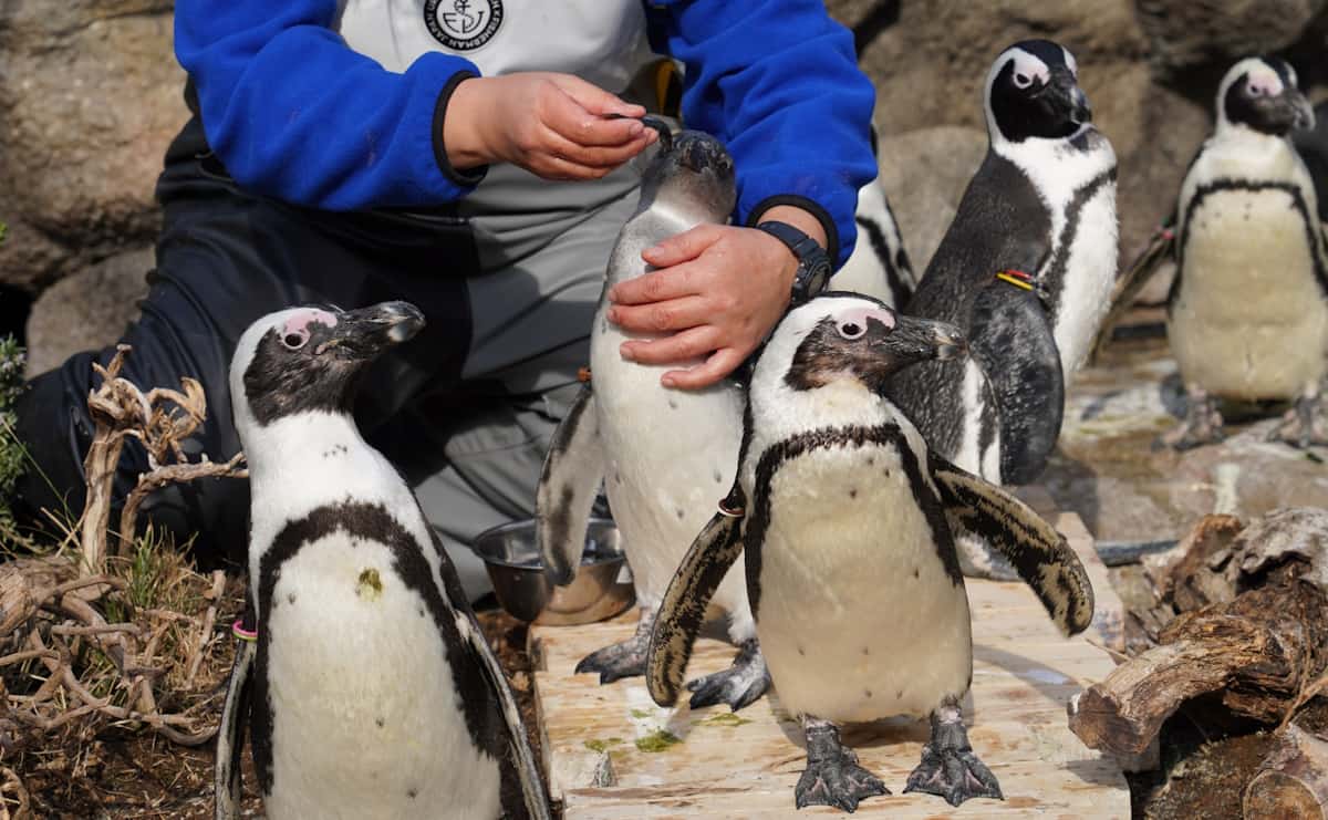 ケープペンギンのまろん